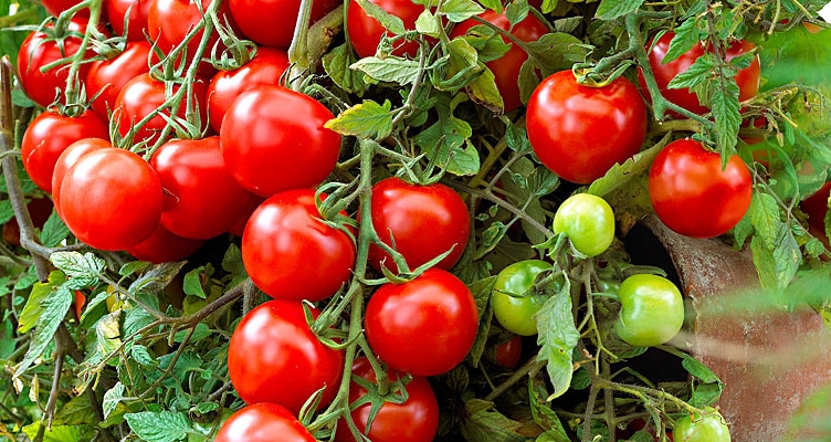 Čerstvá rajčata ze zahrádky po celou zimu? Pomocí těchto způsobů ukládání snadno!