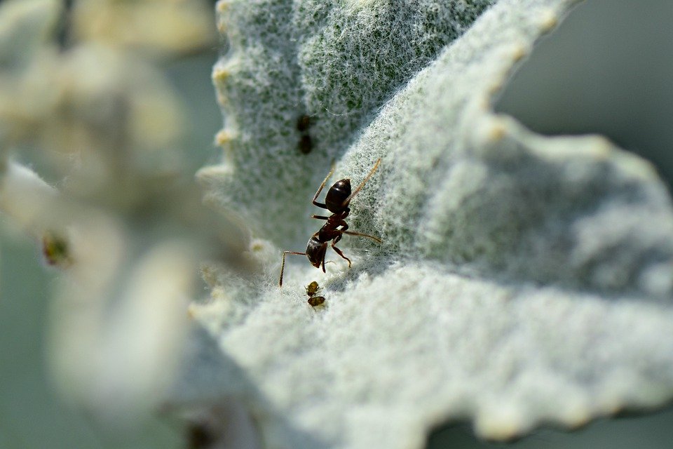Zbavit se mravenců může pomoci vinný ocet, skořice nebo křída