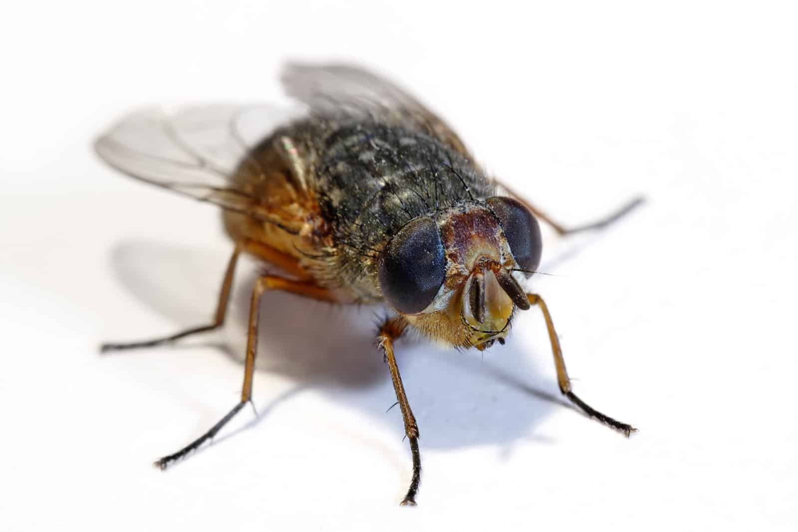 Jak se jednoduše zbavit otravného hmyzu?