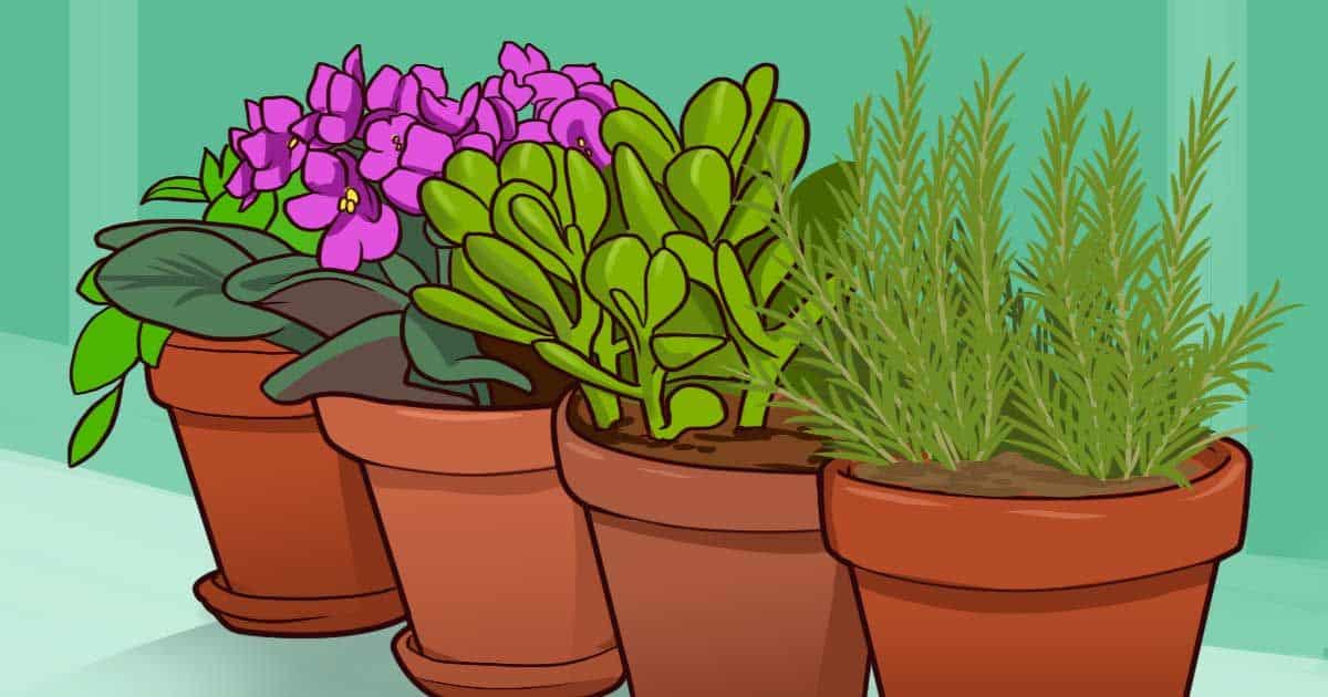 9 rostlin, které přinášejí do vašeho domova pozitivní energii a štěstí.