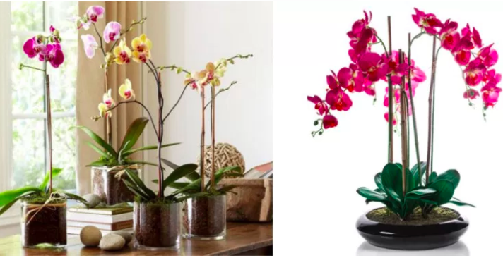 K pěstování orchidejí pomůže průhledný květináč a dostatek světla