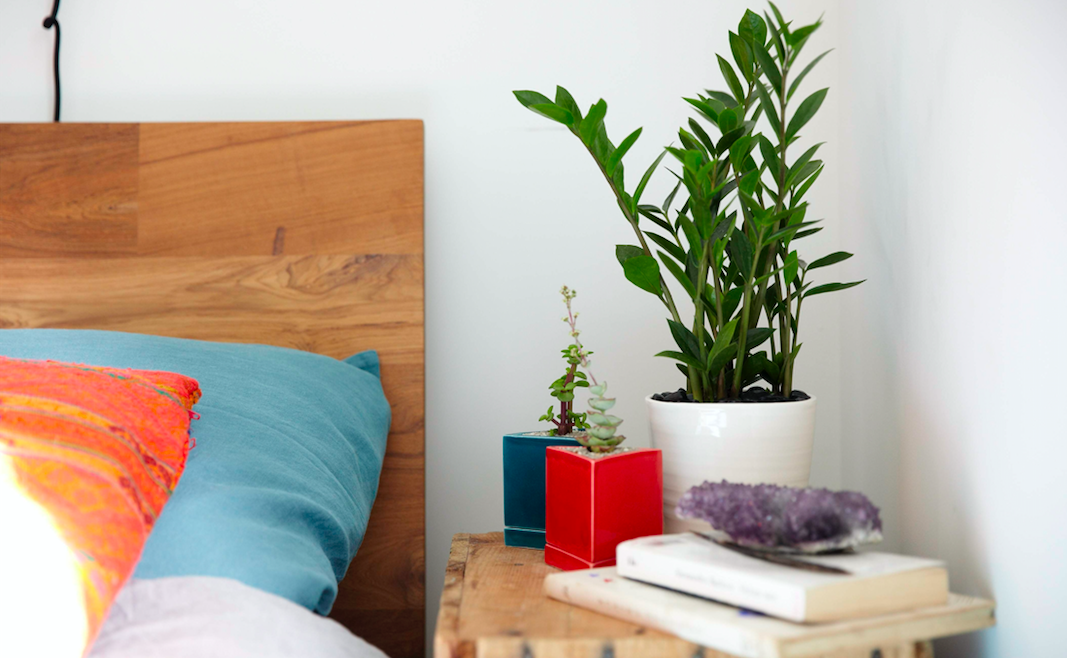 Věděli jste to? Ne všechny rostliny by měly být ve Vaší ložnici, pak můžete trpět nedostatkem kvalitního spánku!