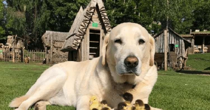 Liška zahubila kuřátkům matku, ale přisvojil si je tento labrador, který se považuje za jejich otce, dokonce je učí i plavat!