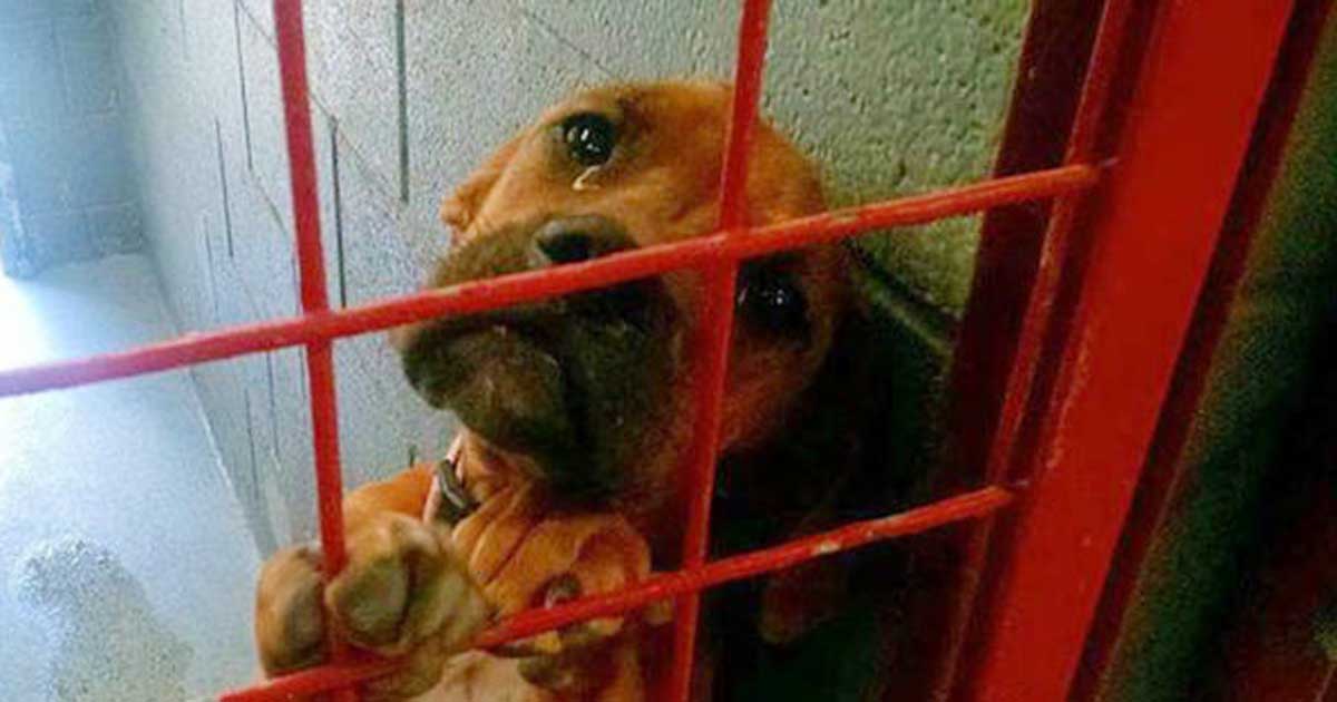 Tato fotografie plačícího psa v útulku spustila vlnu neuvěřitelných reakcí