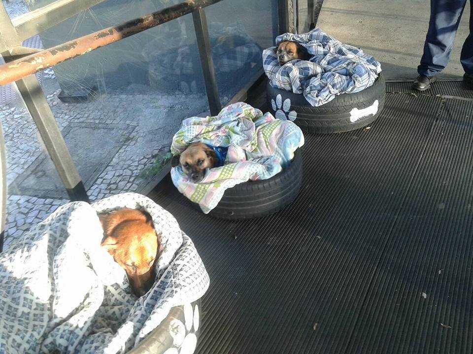 Toto Autobusové nádraží udělalo  laskavost, vybudovalo nové a teplé postele pro psy bez domova!