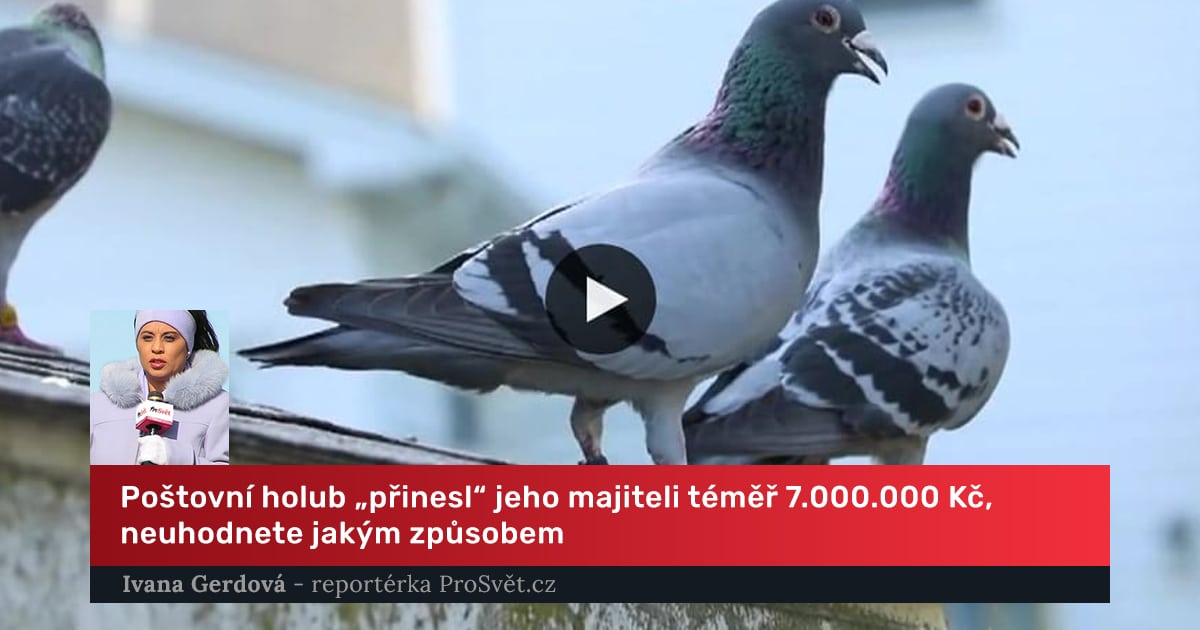 Poštovní holub „přinesl“ jeho majiteli téměř 7.000.000 Kč, neuhodnete jakým způsobem
