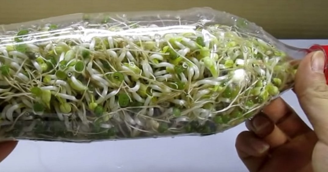 Jak si doma vypěstovat velké množství fazolových klíčků díky tomuto triku s plastovou lahví