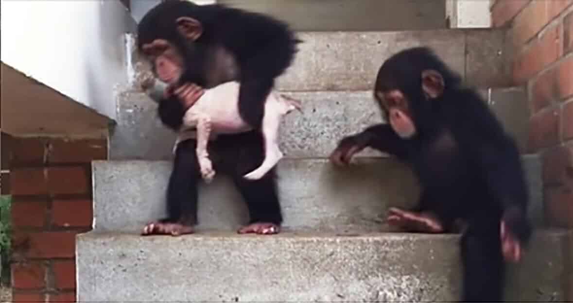 Video: Umírající štěně oživí dva šimpanzi. Aneb neobvyklá přátelství zvířat budí velkou pozornost