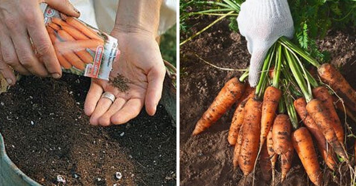 Zahradnické triky pro pěstování mrkve: Maličkost, kterou zvládne každý a vede k bohatým plodinám