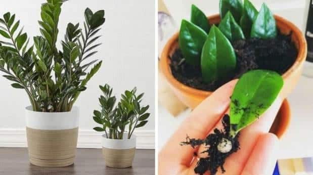 Už jste slyšeli o této univerzální rostlině?Populární pokojovka, která naplní váš domov štěstím a pozitivní energií a pěstování zvládne i naprostý začátečník.