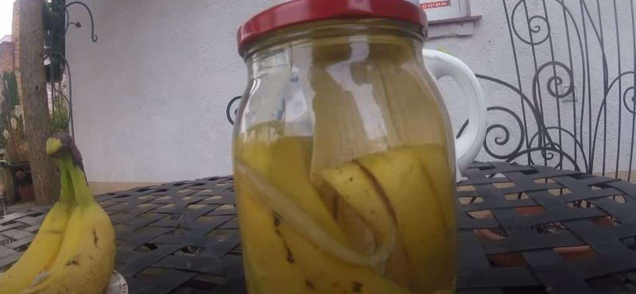 Naložte banánovou slupku do vody a uložte ji na temné místo. Začnou se dít zázraky a vy získáte unikátní elixír, který má kvanta prospěšných vlastností. Nápoj ale nebudete pít. Využijete ho zcela jinak