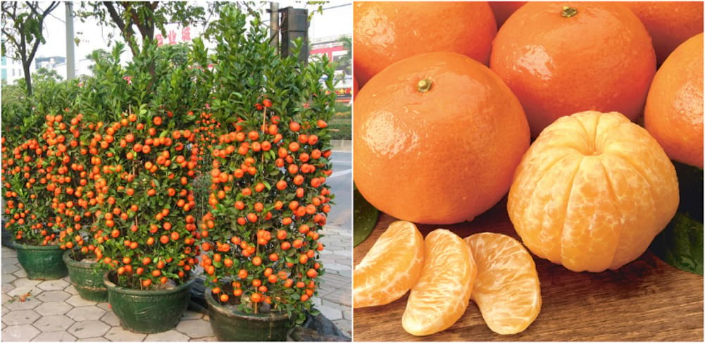 Letos opět sklidím 40kg mandarinek z jedné úrody z balkonu, protože znám tento fígl uznávaných pěstitelů, dnes ho dávám i vám