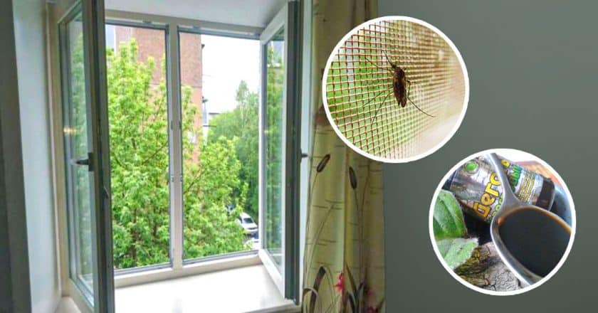 Komáři to absolutně nenávidí a zůstanou na desítky metrů daleko: Zbavte se jich v bytě i domě bez nutnosti síťky v oknech – přirozeným způsobem