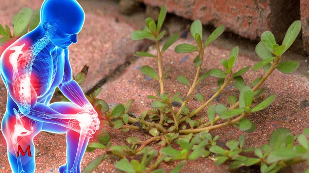 Pravděpodobně máte tento plevel na zahradě a nevíte, že má blahodárné účinky: Je záchranou pro cévy, pokožku i kosti a klouby – rada nad zlato!