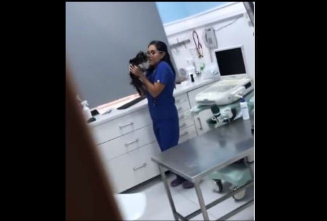 Skrytá kamera zaznamenala, co veterinářka udělá nemocné kočce, když se nikdo nedívá: Neuvěřitelný! (VIDEO)