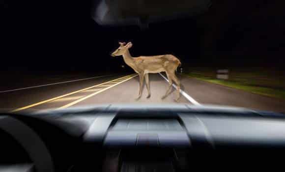 Co naprosto každý řidič dělá špatně: Tohle je to, co musíte udělat, když se před vámi za jízdy zjeví jelen, srnka nebo jiná zvěř!