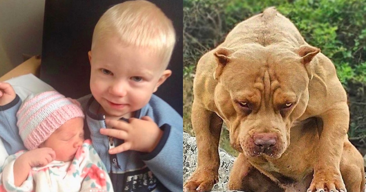 Na malou sestřičku začal útočit agresivní pes: 6ti letý bratr neváhal a vrhnul se po něm, aby ji zachránil