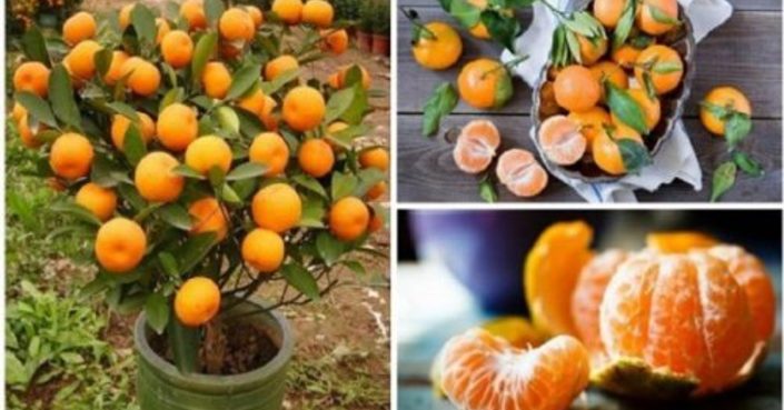 Už nikdy nebudete kupovat mandarinky: Zasaďte je do květináče s tímto fíglem a sklízíte desítky kg ročně!
