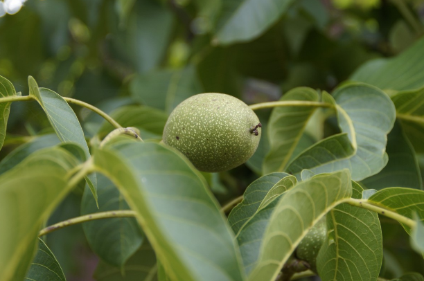 Ořechové listy jsou opomíjeným přírodním lékem