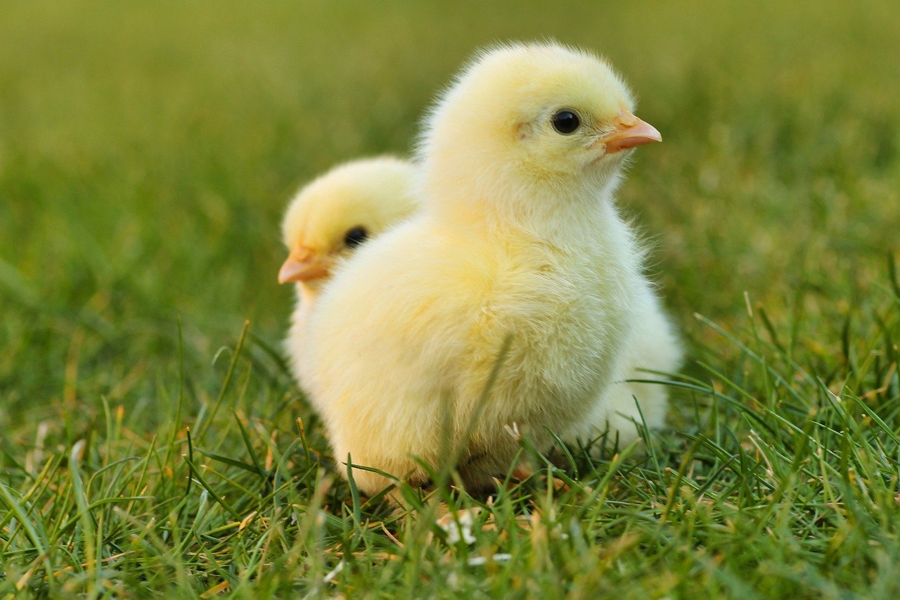 V Japonsku se studentům při experimentu vylíhlo kuře z rozklepnutého vajíčka