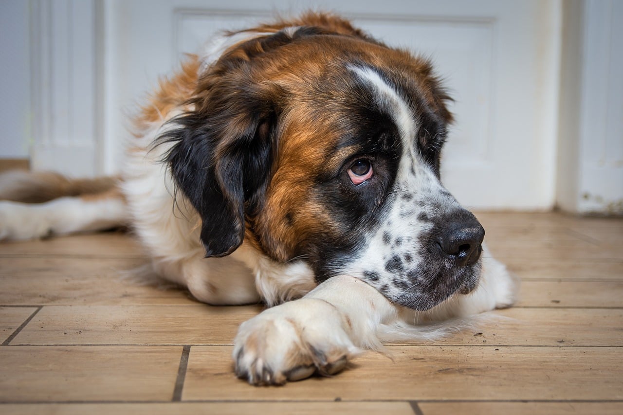 Jak dlouho můžete nechat psa samotného doma?