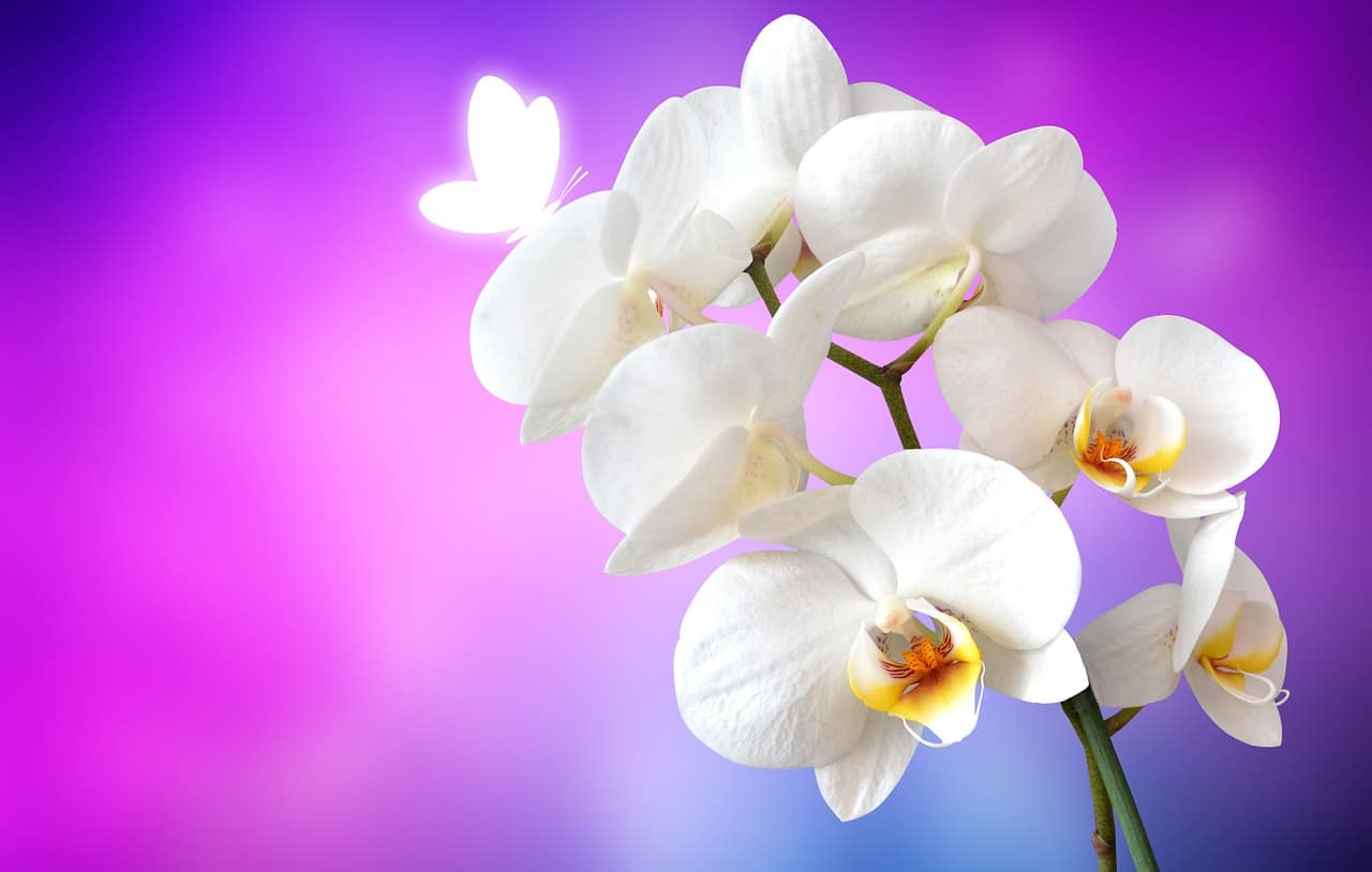 Naučte se pečovat o orchidej. Odmění se vám krásným květem