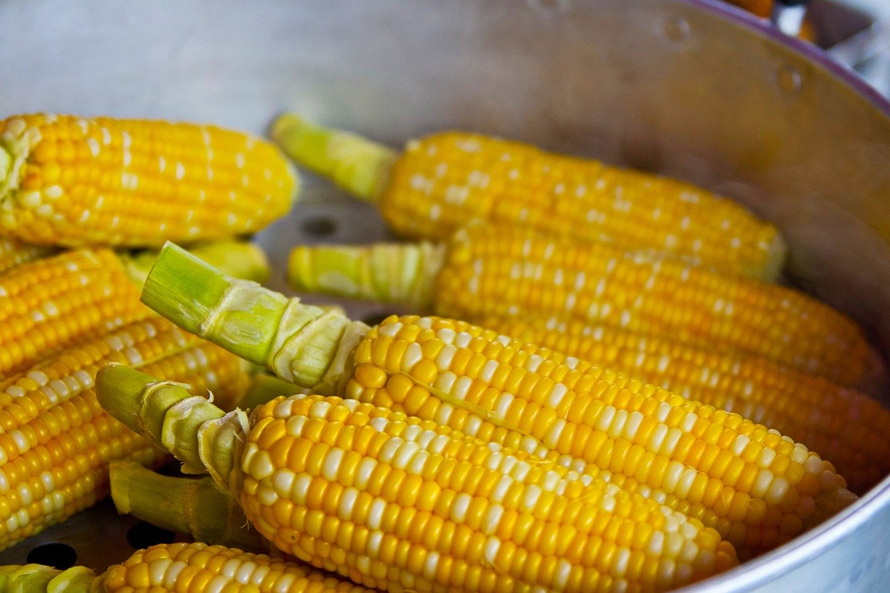 Vaření kukuřice podle pravidel zajistí dokonalou chuť i měkkost
