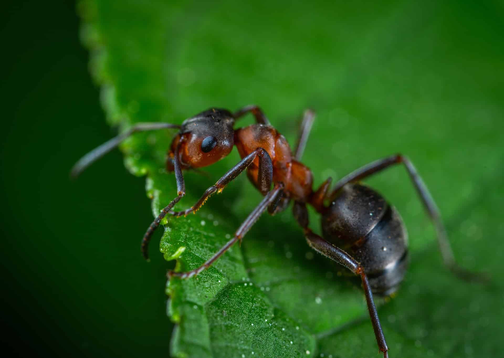 Pět přírodních cest, jak se zbavit nevítaných mravenců