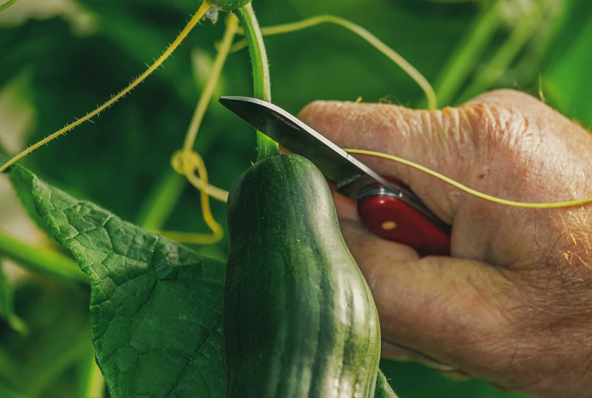 Jak si snadno vypěstovat okurky?