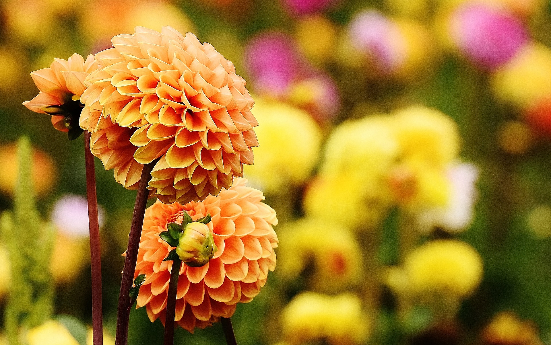 Podzimní zahrada: Jak přesadit pelargónie, aby zase krásně kvetly