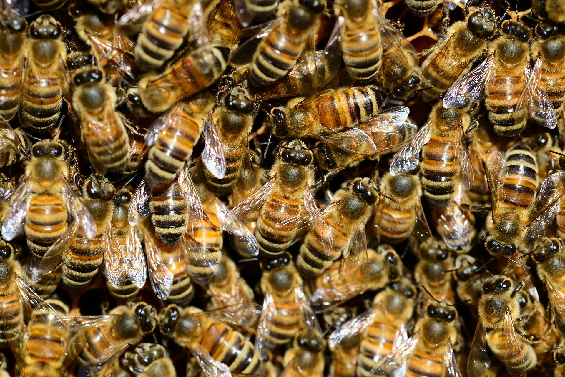 Na autě ji sedělo 20 tisíc včel, šokující příčina byla nalezena uvnitř