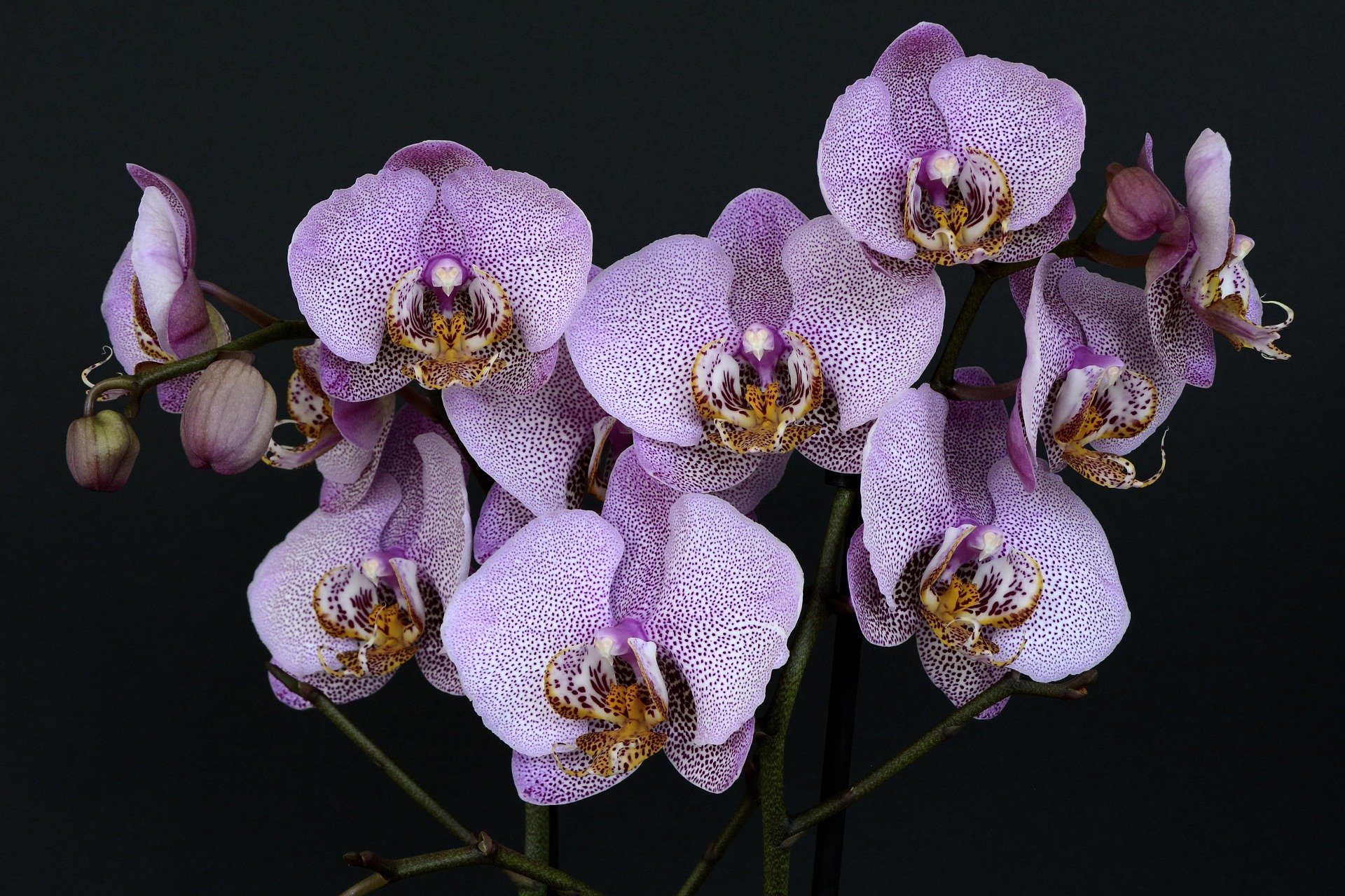 Dopřejte orchidejím správnou péči. Bohatě se vám odvděčí