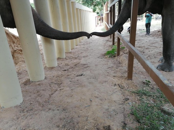 „Nejosamělejší slon světa“ byl po 35 letech propuštěn ze zajetí