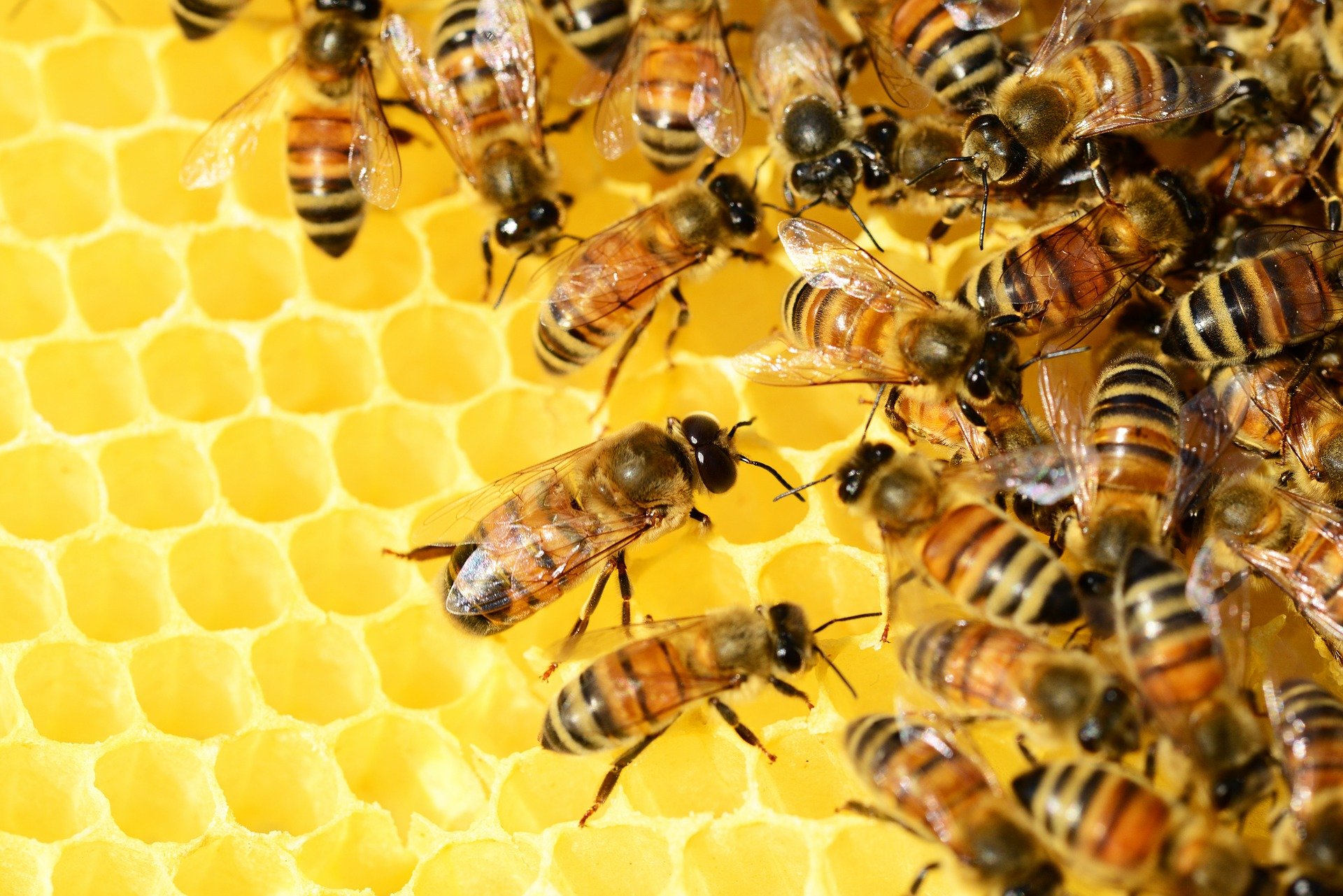 Pod fasádou bylo ukryto hnízdo plné tisíců včel