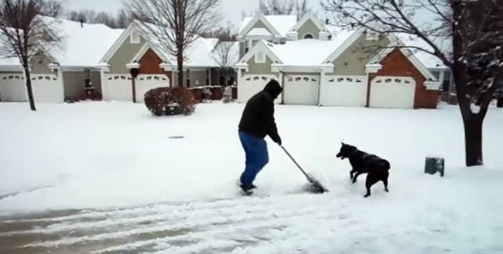Pes je nejlepší přítel člověk a rád pomůže i s odklízením sněhu. I když, slovo „pomůže“ je řečeno s velkou nadsázkou