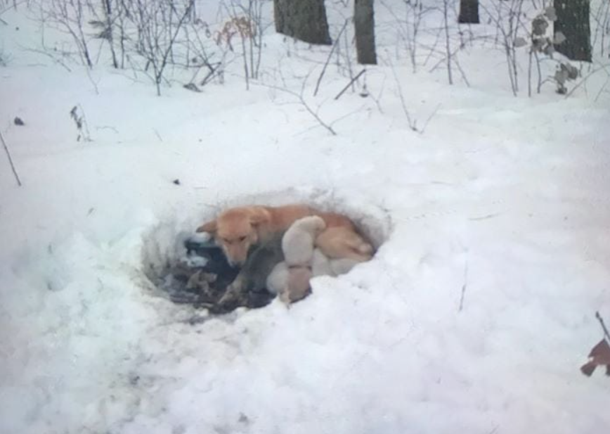 Fenku i se šesti štěňaty našli schovanou ve sněhu a zachránili je