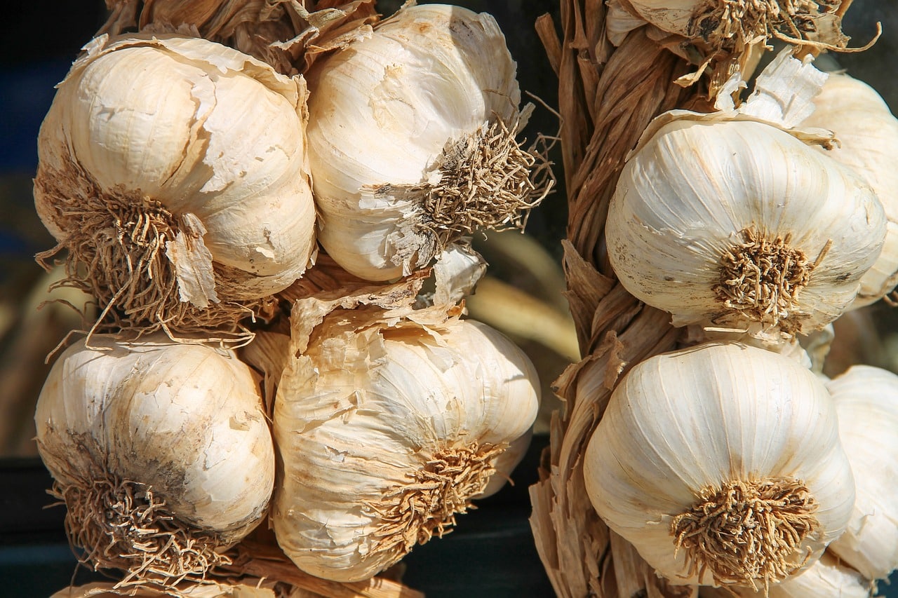 Jak zajistit, aby česnek vydržel čerstvý po celý rok?