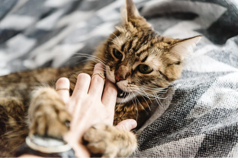 Reaguje vaše kočka škrábáním nebo kousáním, když ji hladíte? Může to mít více důvodů