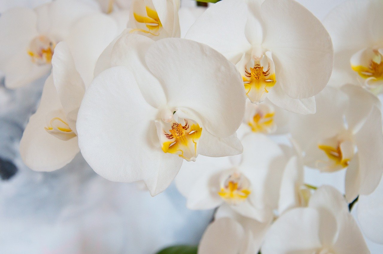 Jak dosáhnout pravidelného květenství orchidejí? Pomůže toto levné a zároveň účinné hnojivo