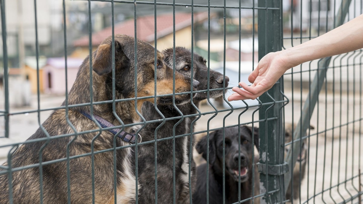 Příběh zachráněného pejska z útulku, který je pohledem psa čekajícího na novou rodinu