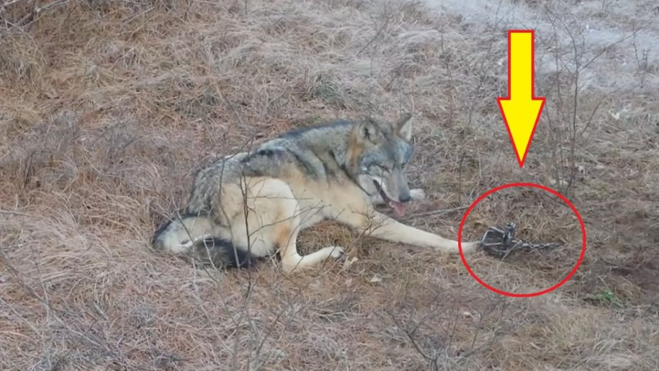 Muž v Severní Americe zachránil obrovského vlka chyceného do pasti