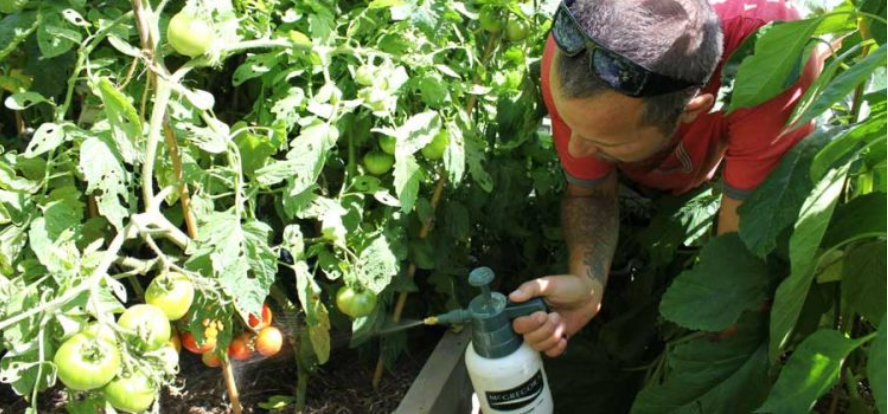 Sodová voda může pomoci růstu rajčat