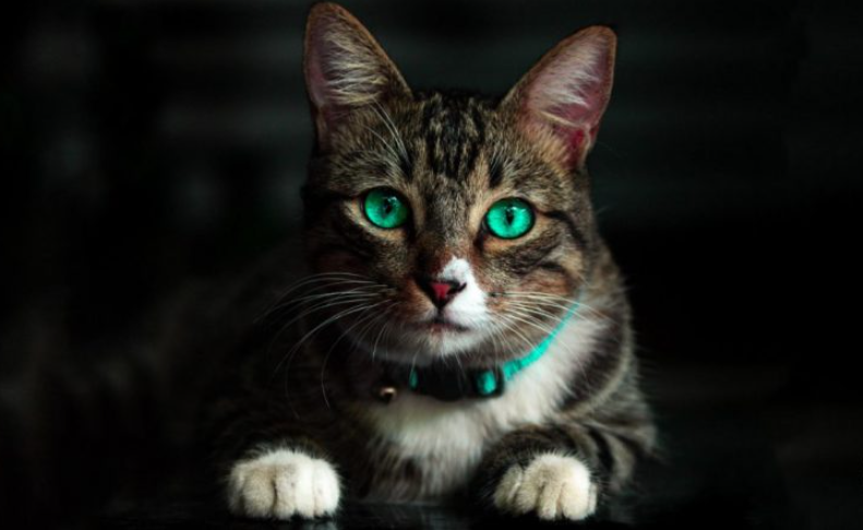 Kočky dokáží ochránit dům před negativní energií