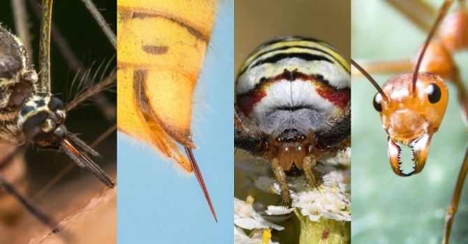 Rozpoznejte hmyz podle kousnutí. V létě se vám to může hodit