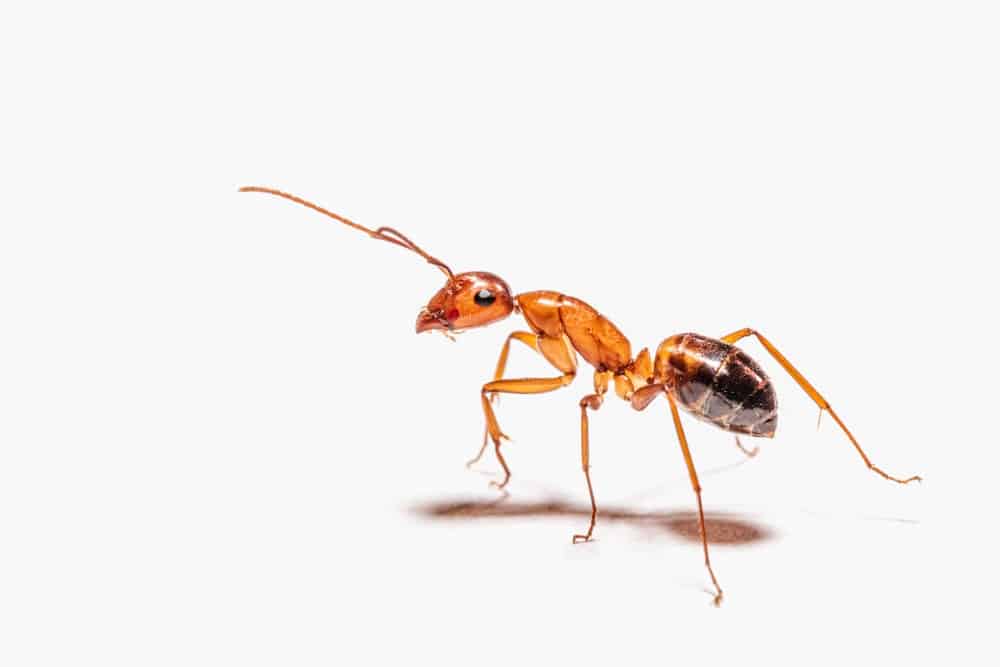 Trápí vás doma mravenci? Tento recept je zaručeně vyžene!