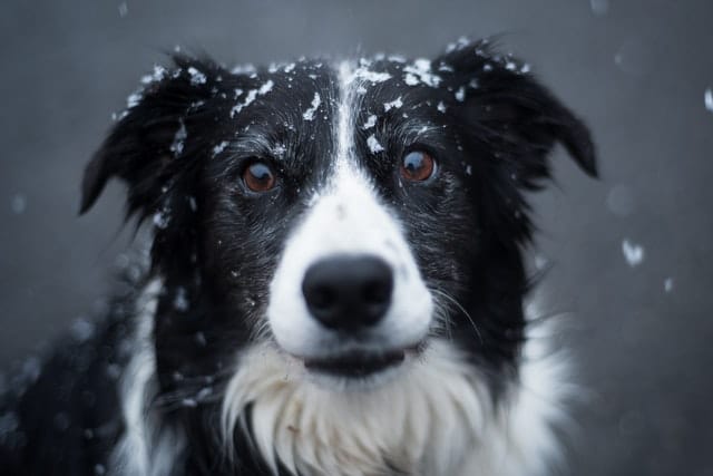 Fenka Snowball tři týdny zahřívala štěňata ve sněhu