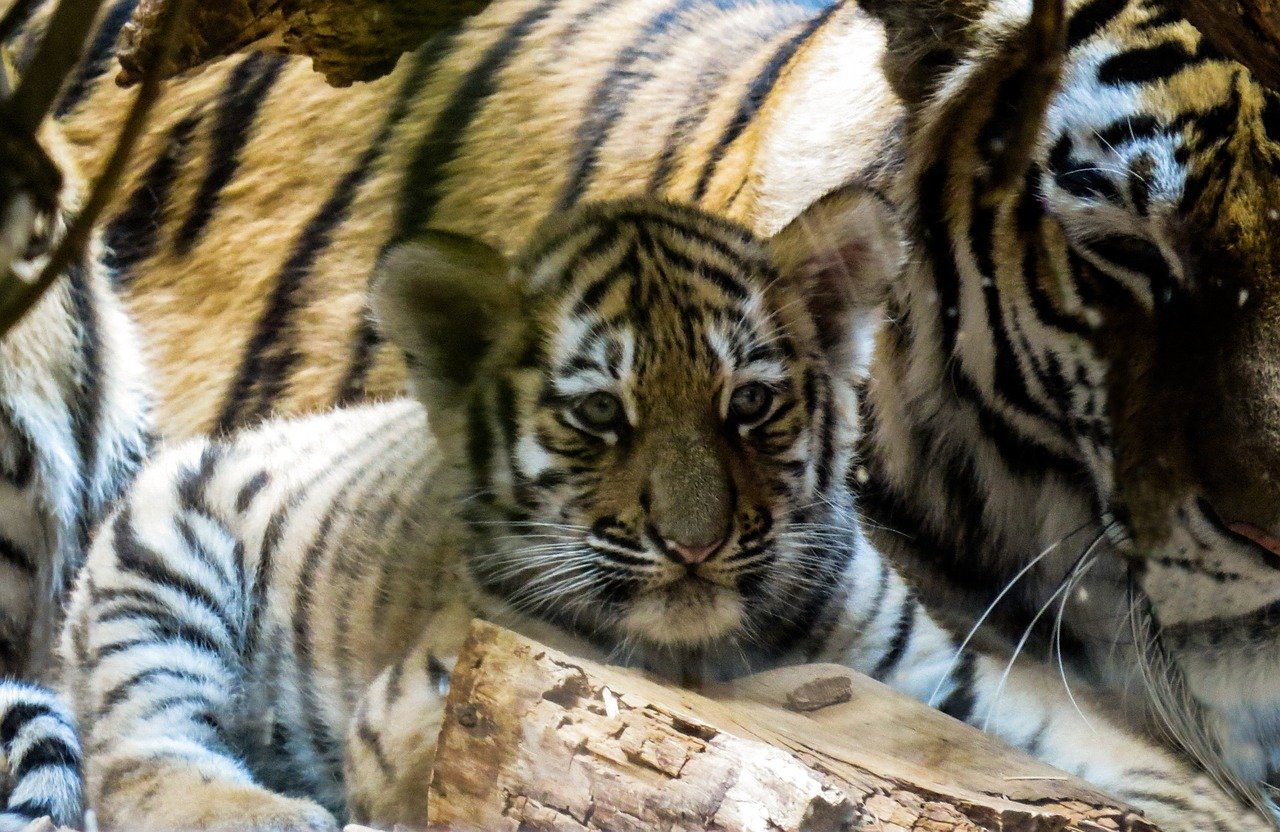 Tygřice porodila dvě zdravá mláďata, porod se trochu zkomplikoval