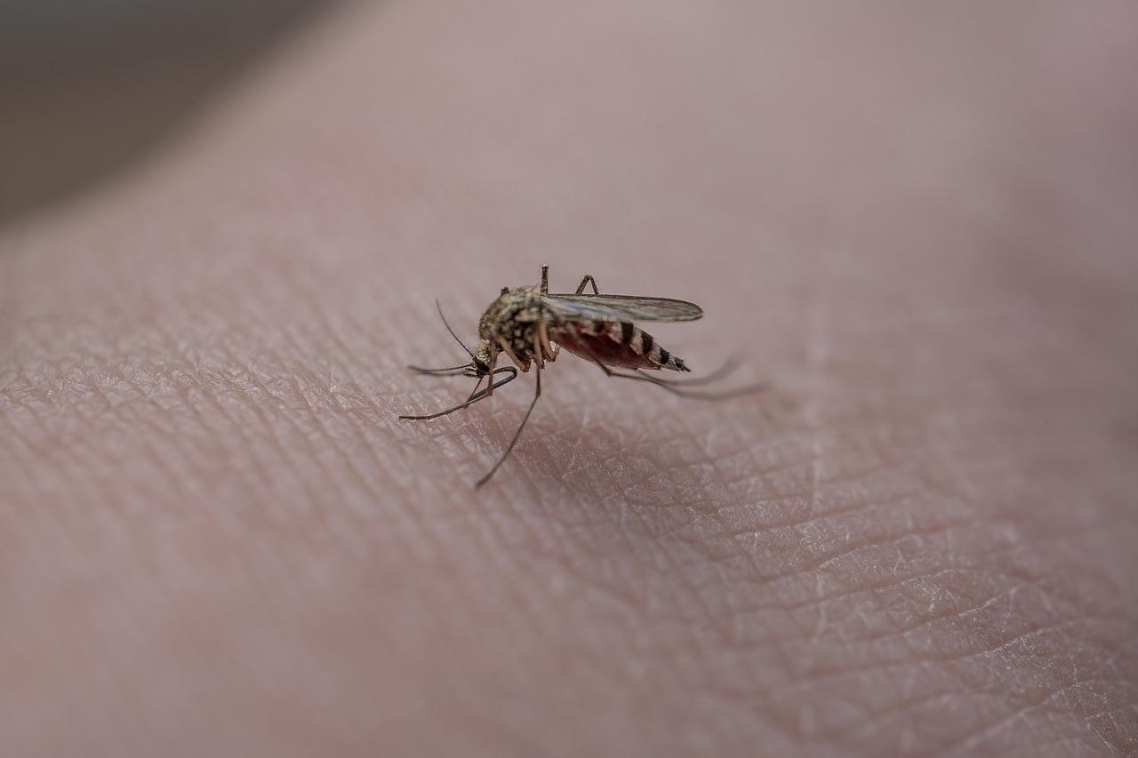 Úžasný trik pro letní a podzimní dny, který vás zbaví komárů