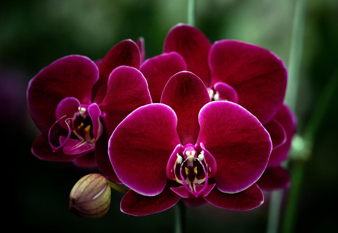 Bujně kvetoucí orchideje? S podporou speciální zálivky snadno!