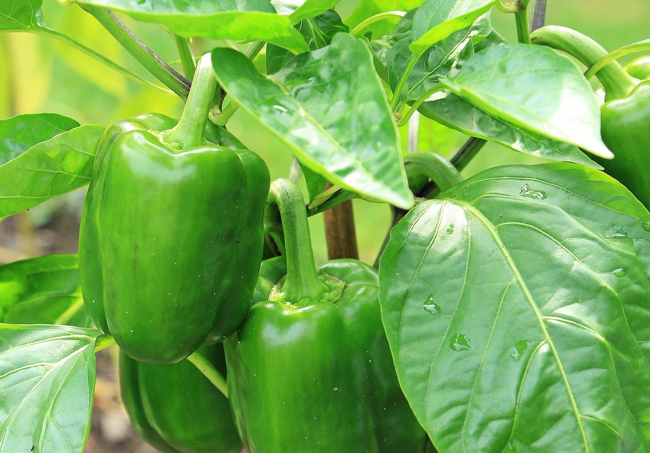 Jednoduchý postřik na papriky, díky kterému budou bohatě plodit